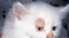 Dermatitis u mačaka: ne samo u koži